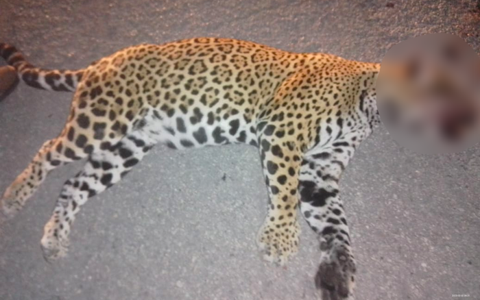 atropellan-a-jaguar-en-carretera-cancun-playa-del-carmen